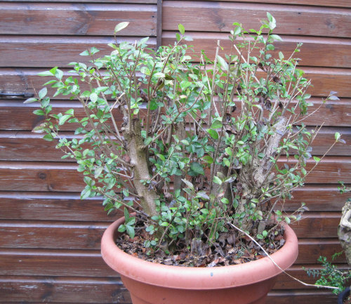 Privet Multi Trunk Bonsai 